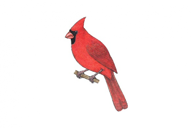 Cardinal Rouge Espace Pour La Vie Cardinal Rouge Espace Pour La Vie