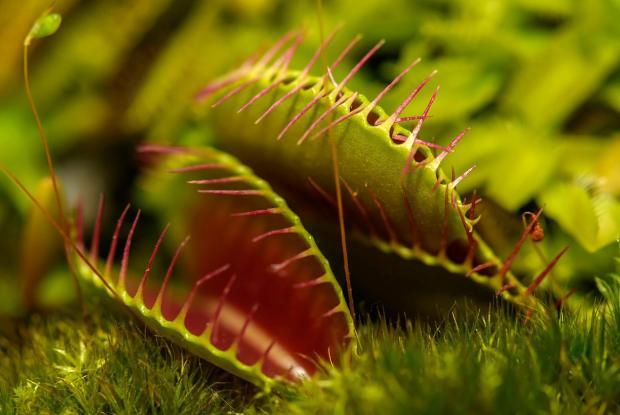Investigation : Les plantes carnivores s'expliquent!