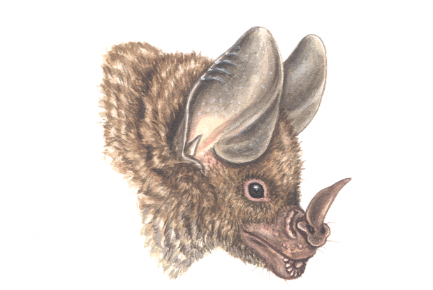Silky short-tailed bat - Wikipedia