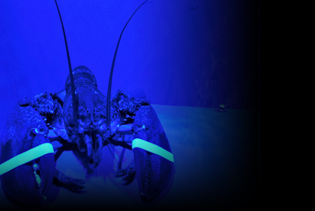 Microalgae for eco responsible lobster fishing?