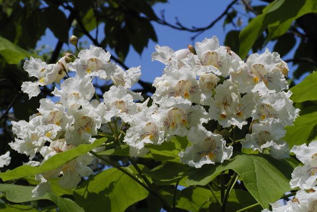 Catalpa speciosa.