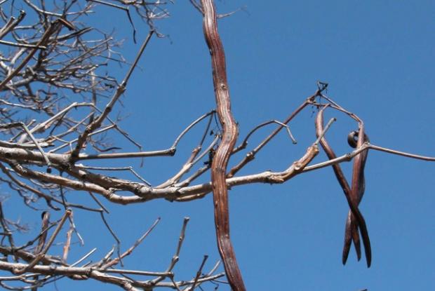 Catalpa tree poisonous to sales dogs