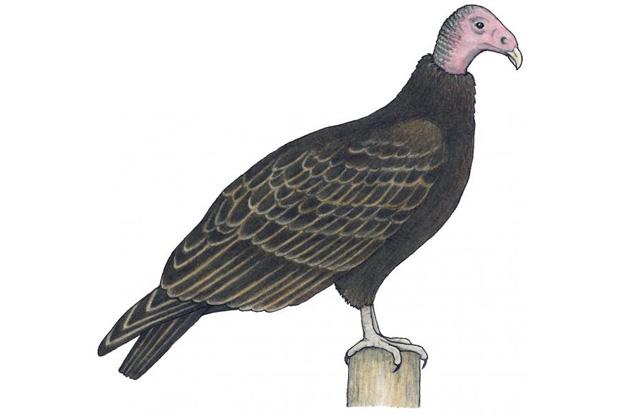 Cathartes aura juvénile