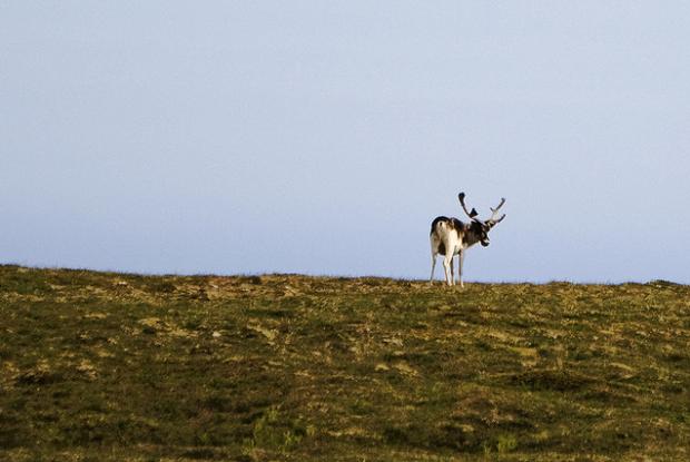 Caribou