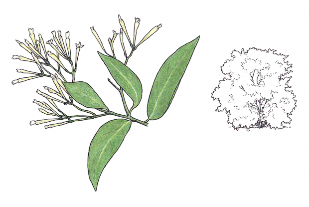 Cestrum nocturnum L.