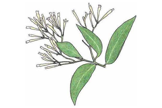 Cestrum nocturnum L.