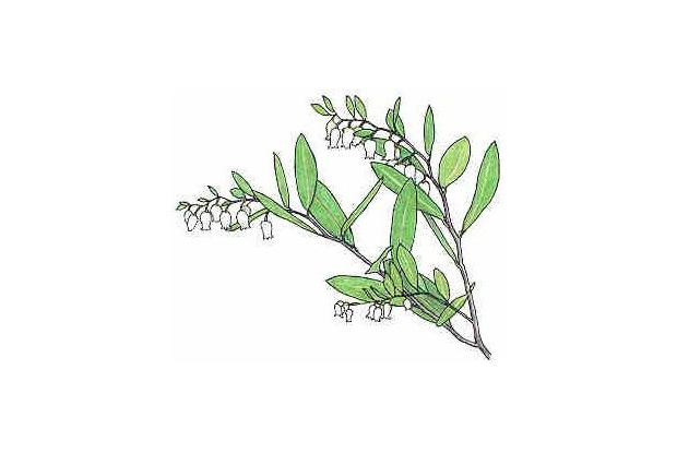 Chamaedaphne calyculata (anc. Cassandra calyculata)