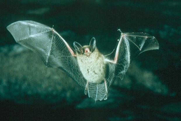 Acoustic Surveillance Network Of Bats In Quebec Space For Life