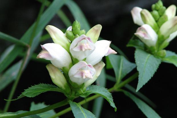 Chelone glabra