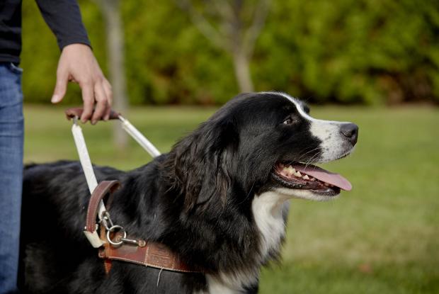 MIRA Foundation guide dog