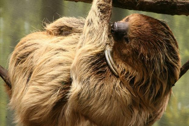 Southern two-toed sloth, unau | Space for life