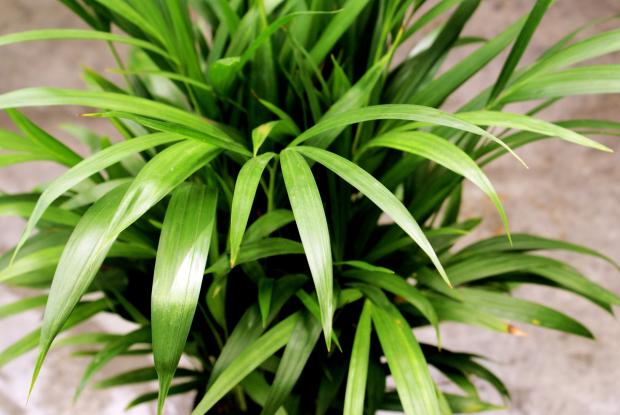 Chrysalidocarpus lutescens