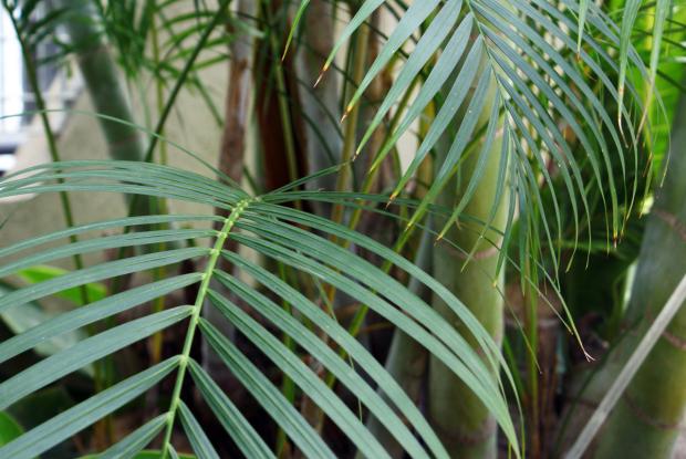 Chrysalidocarpus lutescens