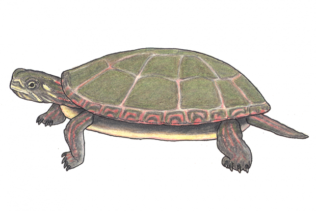 Chrysemys picta