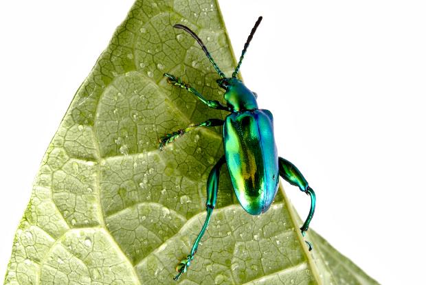 Chrysomèle grenouille