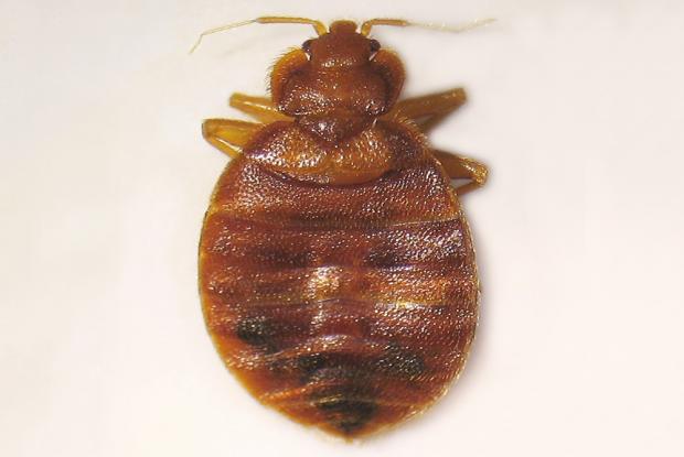 cimex lectularius credit: public health image library (piotr