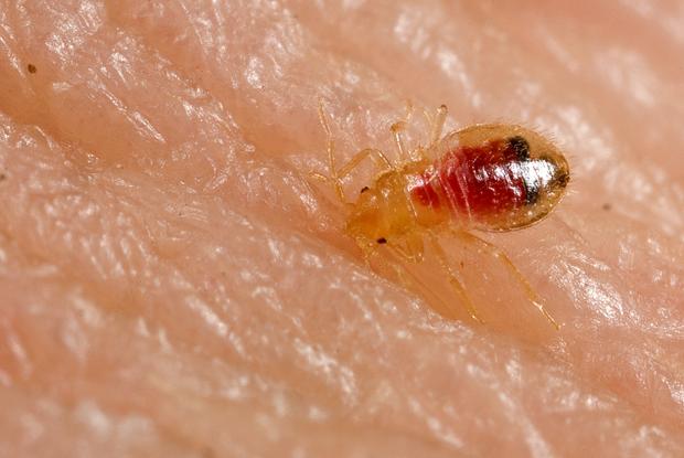 Cimex lectularius, cosmopolitan.