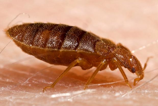 Controlling the spread of bed bugs Space for life