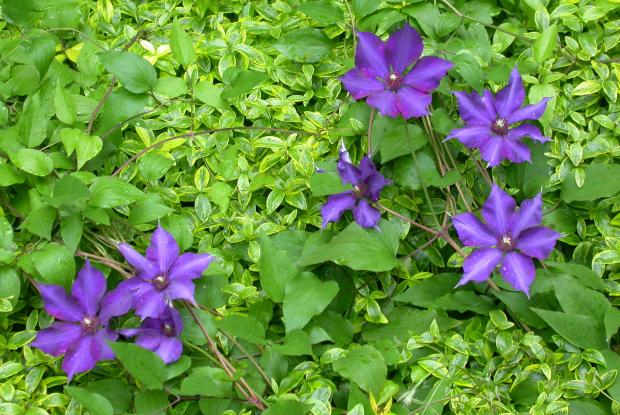 Clematis 'Lilacina Floribunda'