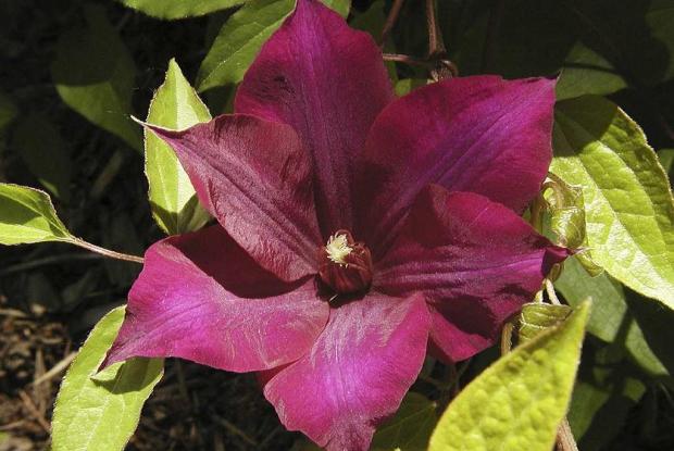Clematis lilacina 'Floribunda'
