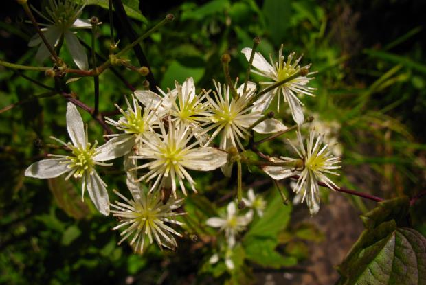 Clematis virginiana