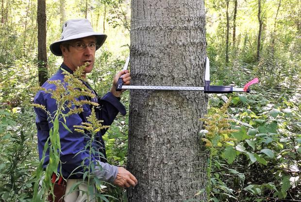 Measuring a poplar planted 17 years ago to initiate forest restoration.