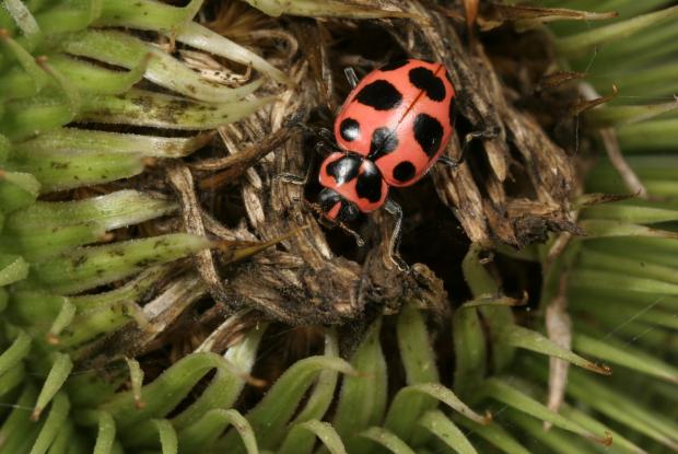 Coccinelles Espace pour la vie