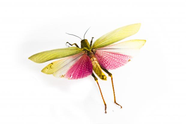 Mounted insect.