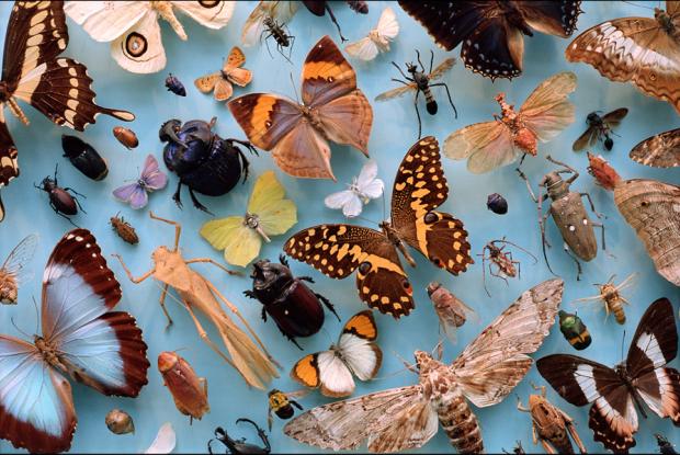 Collection of insects