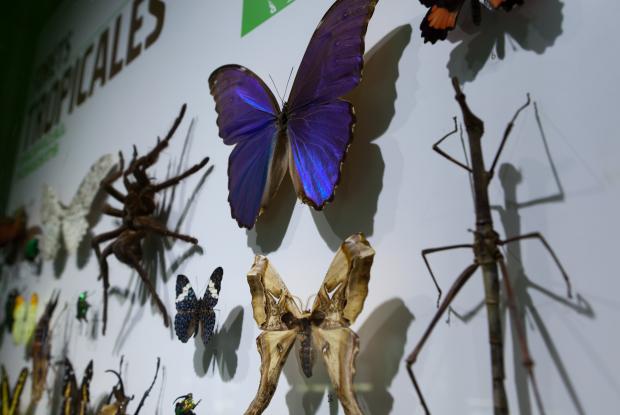 Insectes naturalisés présentés à l'Insectarium en 2011.