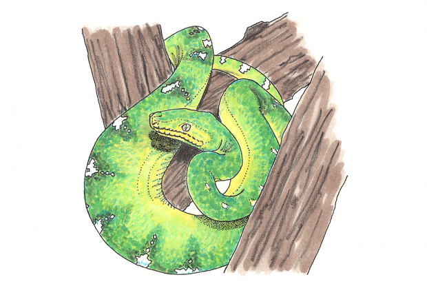 Corallus caninus