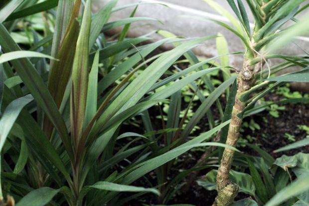 Cordyline stricta