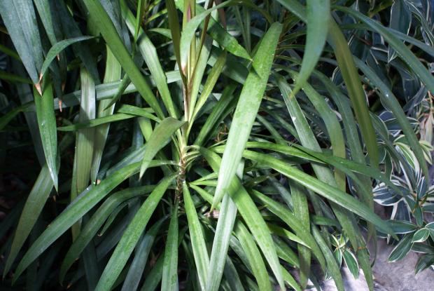 Cordyline stricta