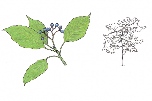 Cornus alternifolia