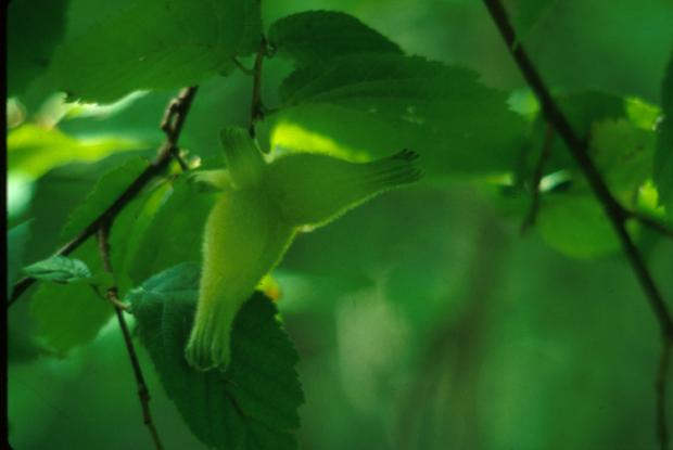 Corylus cornuta