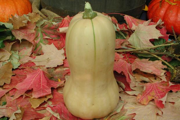Courge musquée ‘Early Butternut’