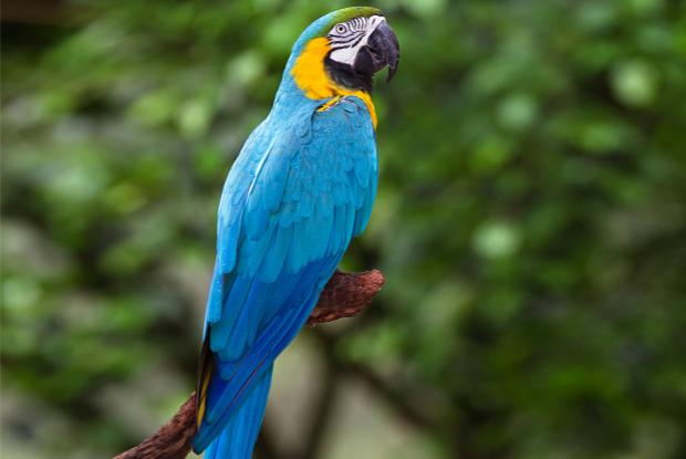 Yellow-and blue macaw