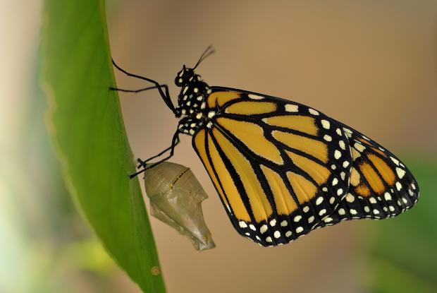 Monarch Butterfly Classification Chart