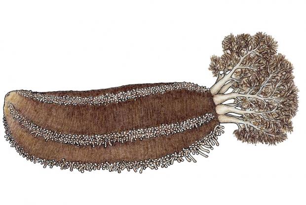 Cucumaria frondosa