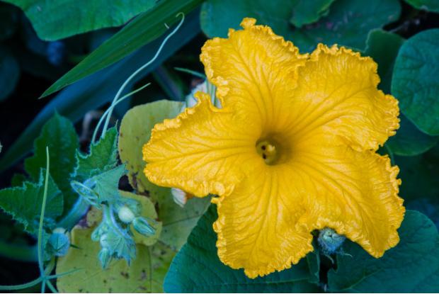Squash blossom (Cucurbita sp.)