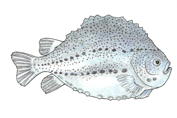 Cyclopterus lumpus