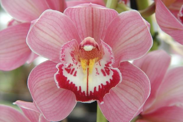 Orchidée Cymbidium (Gorey 'Trinity' AM/RHS x Maufant 'Rozel' FCC/RHS).