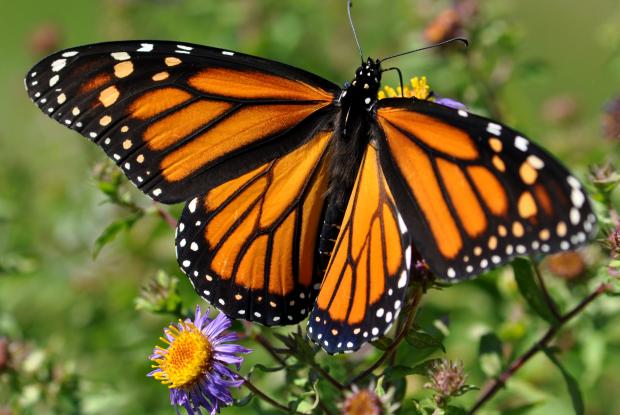 Danaus plexippus plexippus, Québec, Canada.