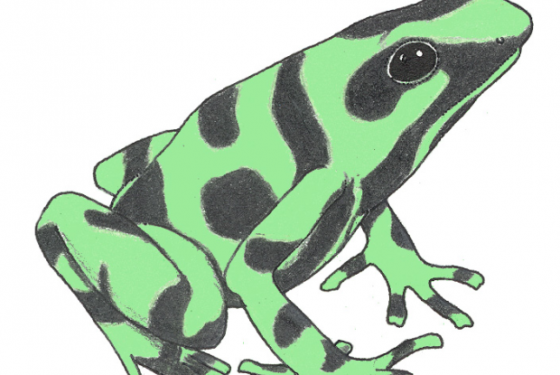 Dendrobates auratus