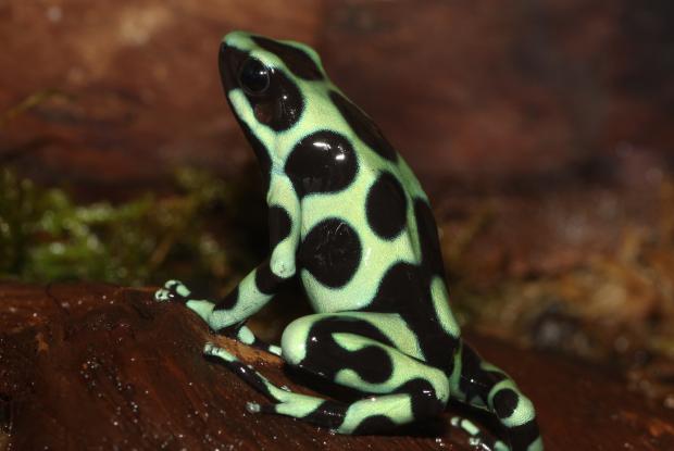 Dendrobates auratus