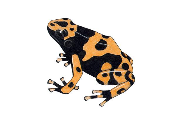 Yellow Banded Poison Dart Frog Bumblebee Poison Dart Frog Space For Life