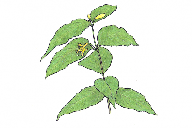 Diervilla lonicera