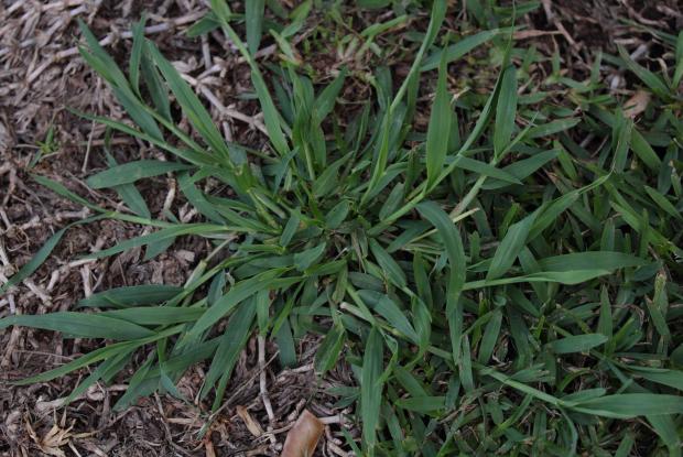 Crabgrass (Digitaria sp.)