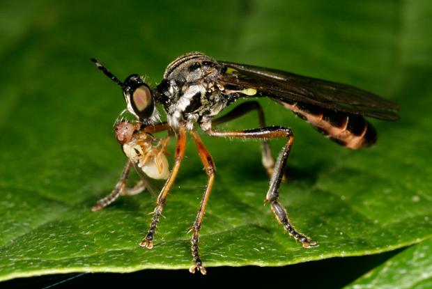 how are insects used as biocontrol agents