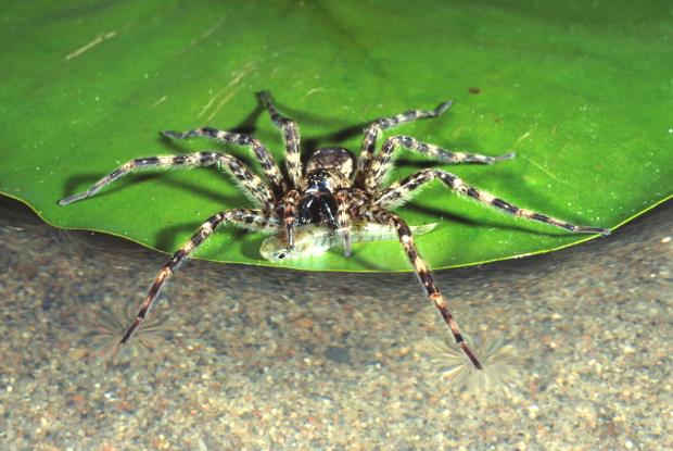 Dolomedes tenebrosus, North America.
